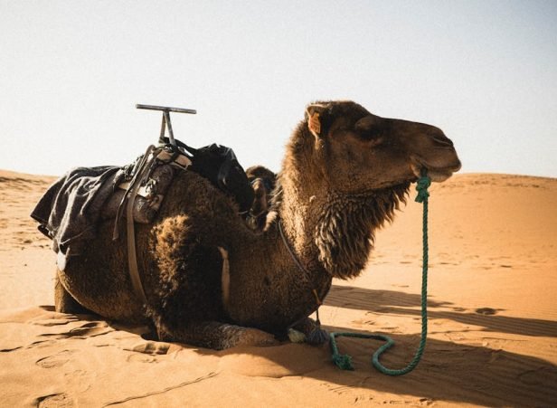 Morocco Private Desert Tours for Solo Travelers | Small Group Adventures